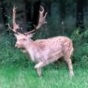 Artiodactyles