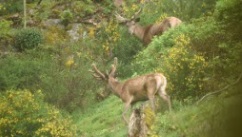 Cerf