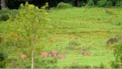 Cerf