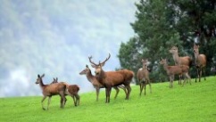 Cerf