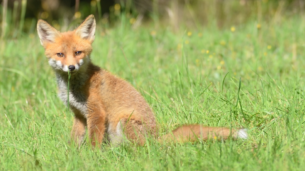 Renards, renardes et renardeaux