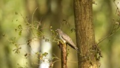 Oiseaux