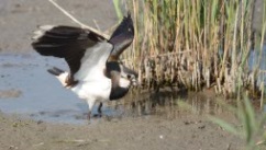 Oiseaux