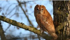 Oiseaux
