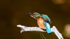 Oiseaux