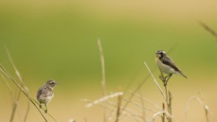 Oiseaux