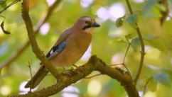 Oiseaux