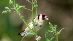 Oiseaux