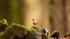 Oiseaux